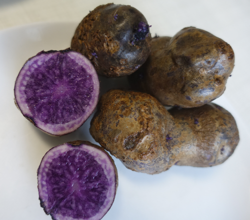 Kartoffelsorte Blaue Schwede