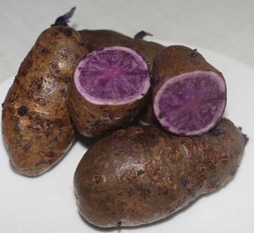 Kartoffelsorte Bergerac'