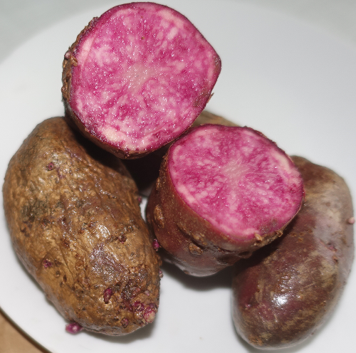 Kartoffelsorte Highland Burgundy Red