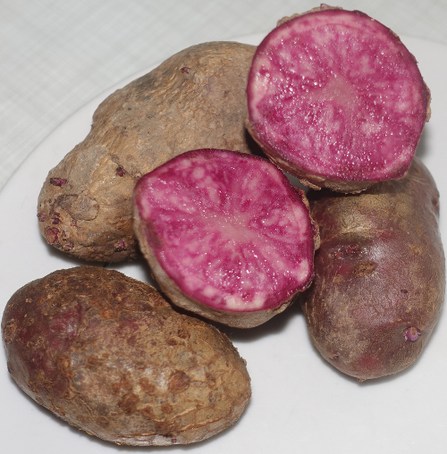 Kartoffelsorte Highland Burgundy Red