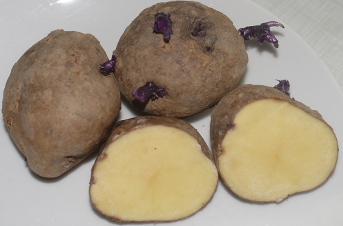 Kartoffelsorte Royal d'Andes