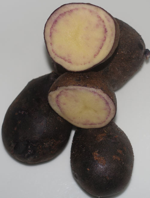 Kartoffelsorte Kuno (S.Janke)