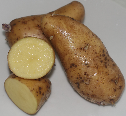 Kartoffelsorte B.F.15