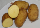Kartoffelsorte Allians