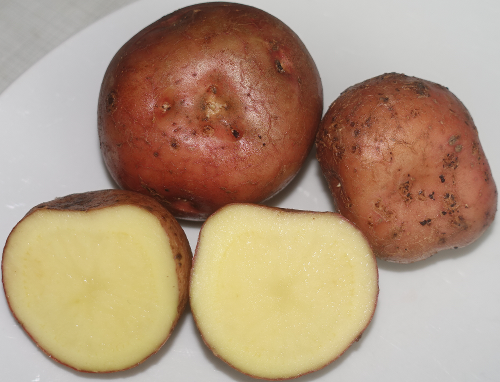 Kartoffelsorte Irene