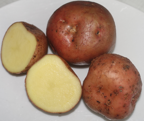 Kartoffelsorte Irene