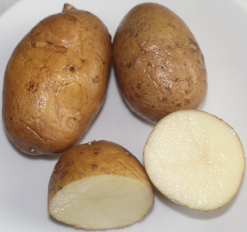 Kartoffelsorte White Elephant