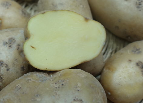 Kartoffelsorte Somogyi Kifli (Schomlauer Kipfler)