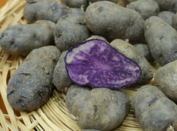 Vitelotte/Tr�ffel (Tr�ffelkartoffel)