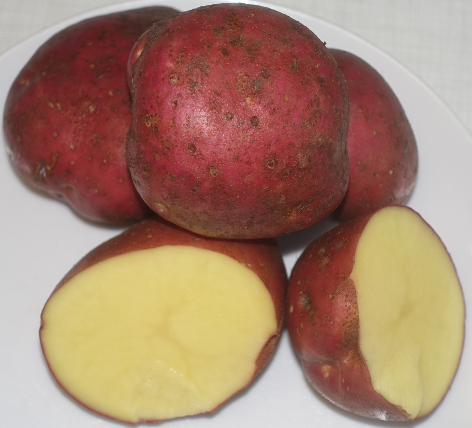 Kartoffelsorte Red Sonia