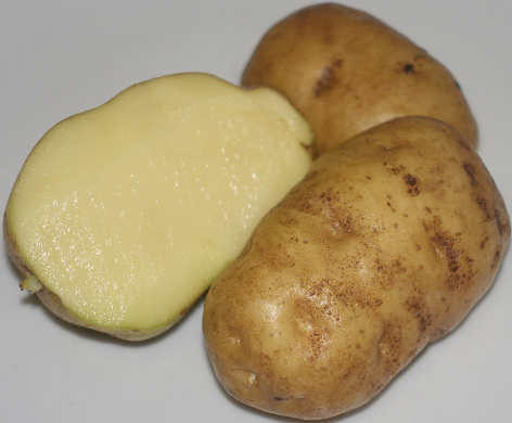 Kartoffelsorte Aggebloom