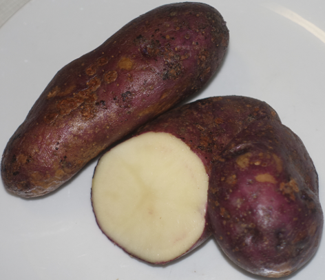 Kartoffelsorte Blaue Yalta