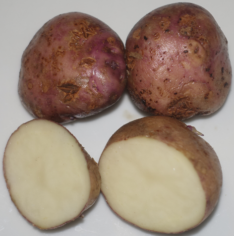 Lilaschalige aus Kamtschatka