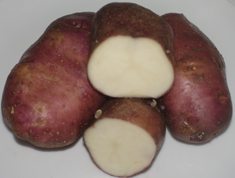 Mrs. Moerle's Purple Baker