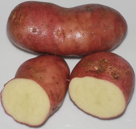 Kartoffelsorte Rote aus Ampfelwang