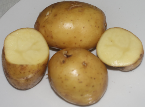 Gelbbl�hender Stamm