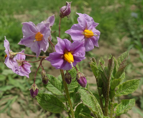 Bl�te von Kartoffelsorte Peruanita