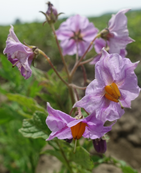 Bl�te von Kartoffelsorte Peruanita