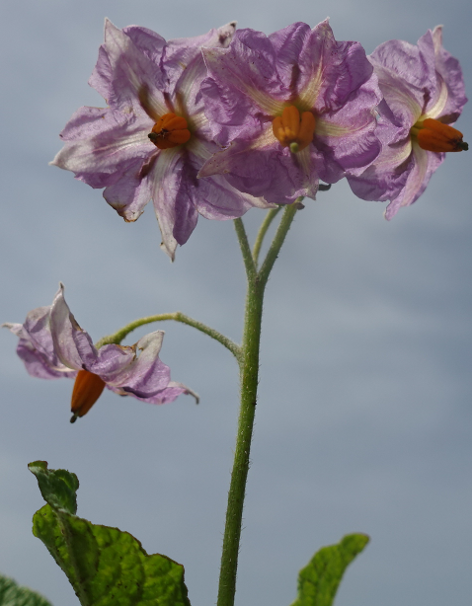 Bl�te von Kartoffelsorte Skagit Valley Gold