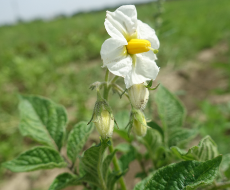 Bl�te von Kartoffelsorte Long Blue Kuba