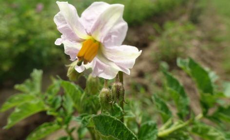 Bl�te von Kartoffelsorte Dicker Karl