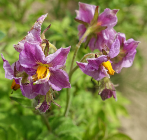 Bl�te von Kartoffelsorte Schweizer Hofsorte San Remo