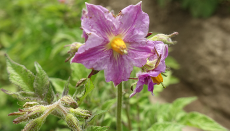 Bl�te von Kartoffelsorte Schweizer Hofsorte San Remo