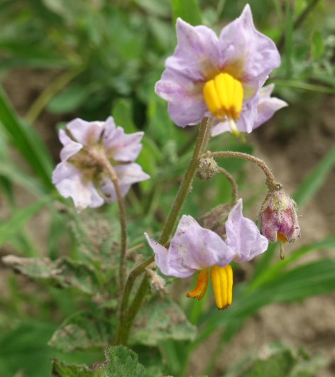 Bl�te von Kartoffelsorte Waycha