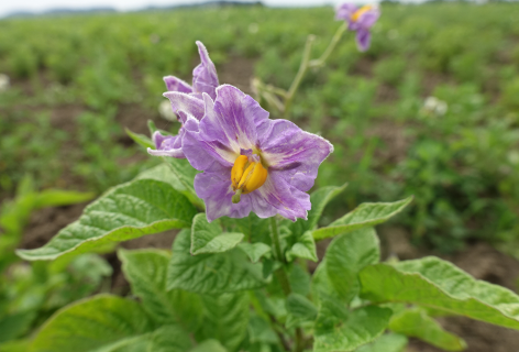 Bl�te von Kartoffelsorte Siquinenilla