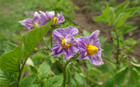 Bl�te von Kartoffelsorte Siquinenilla