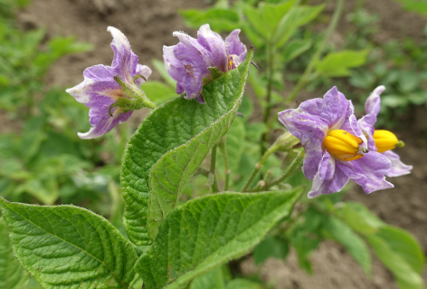 Bl�te von Kartoffelsorte Siquinenilla