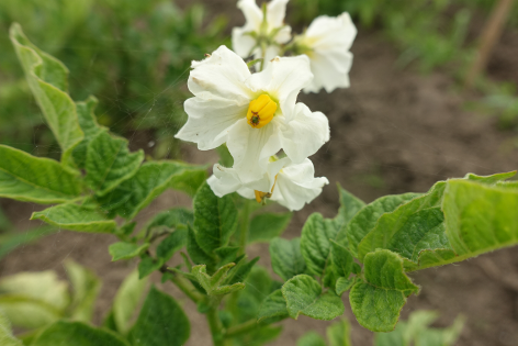 Bl�te von Kartoffelsorte Kerpondy