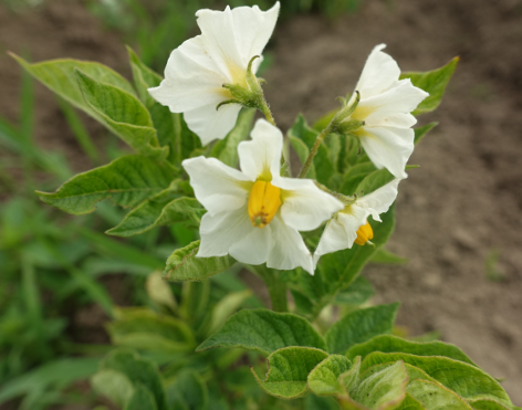 Bl�te von Kartoffelsorte Kerpondy