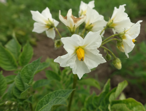 Bl�te von Kartoffelsorte Kerpondy