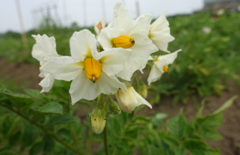 Bl�te von Kartoffelsorte Kerpondy