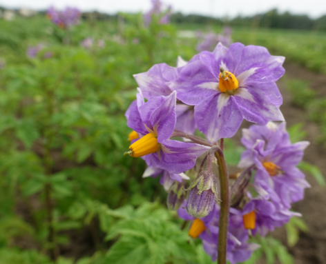 Bl�te von Kartoffelsorte Colegiala