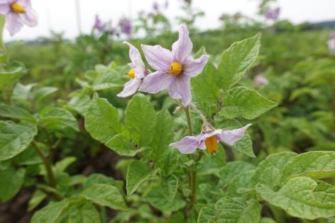 Bl�te von Kartoffelsorte Royal d'Andes