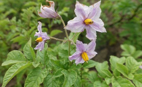 Bl�te von Kartoffelsorte Royal d'Andes