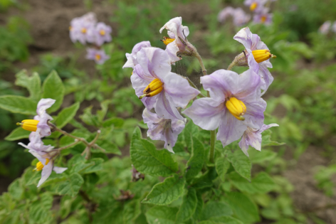 Bl�te von Kartoffelsorte Royal d'Andes