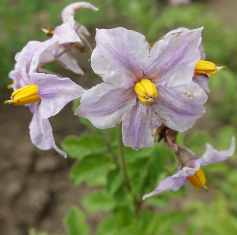 Bl�te von Kartoffelsorte Royal d'Andes