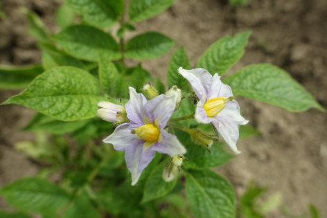 Bl�te von Kartoffelsorte Yema