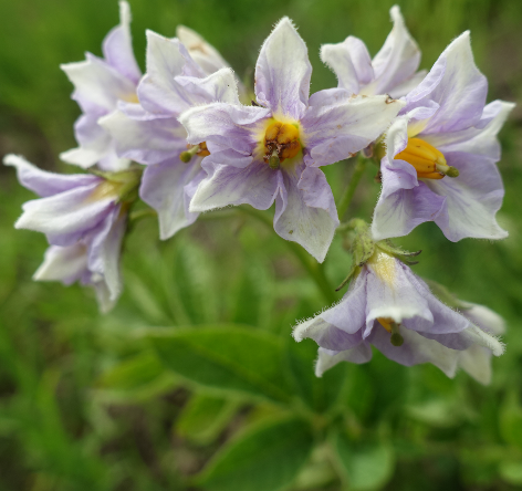 Bl�te von Kartoffelsorte Yema