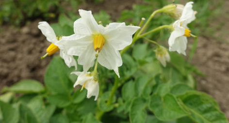 Bl�te von Kartoffelsorte White Elephant