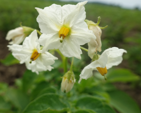 Bl�te von Kartoffelsorte White Elephant