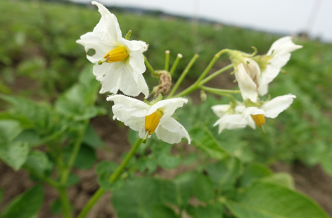 Bl�te von Kartoffelsorte White Elephant