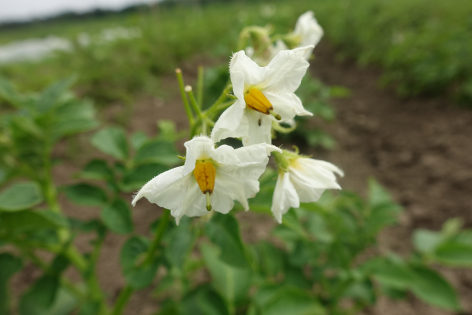 Bl�te von Kartoffelsorte White Elephant