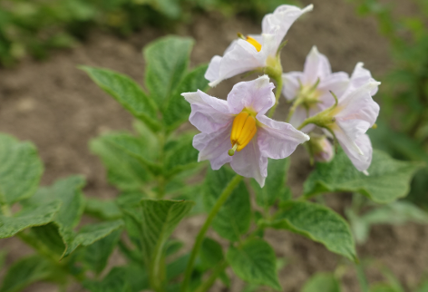 Bl�te von Kartoffelsorte Kolumbien