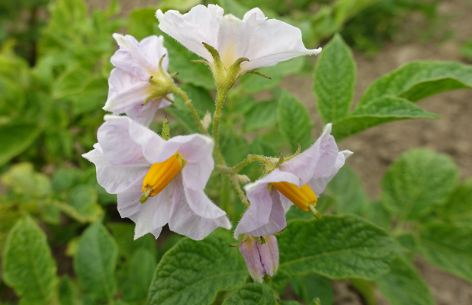 Bl�te von Kartoffelsorte Kolumbien