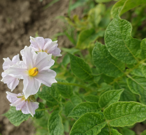 Bl�te von Kartoffelsorte Kolumbien