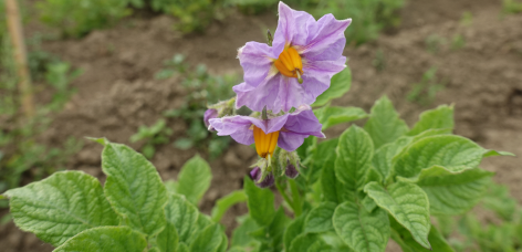 Bl�te von Kartoffelsorte Imilla